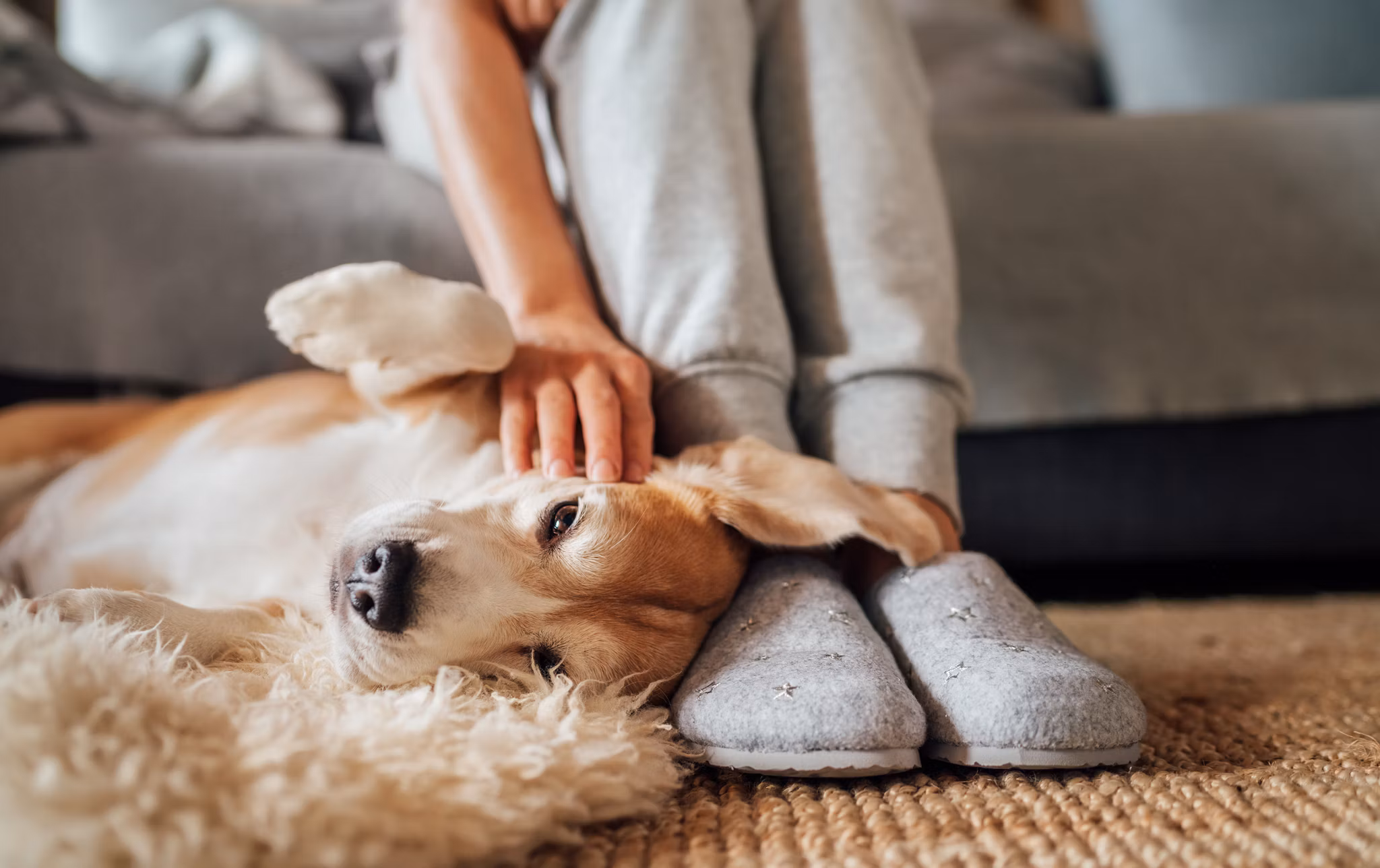 Beagle dog female owner caress stroking her pet lying on the back on natural stroking dog on the floor and enjoying the warm home atmosphere.
