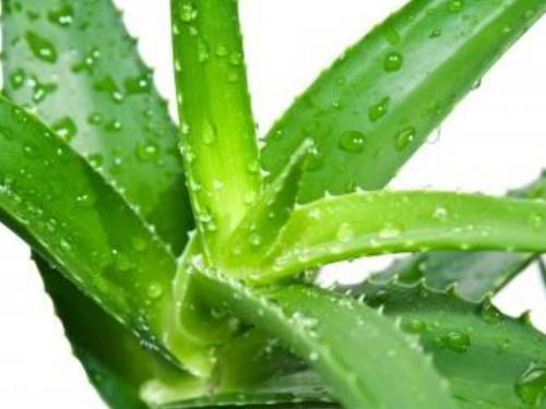 DIY home remedies for itch relief - aloe vera