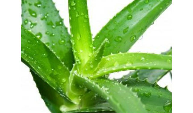 DIY home remedies for itch relief - aloe vera