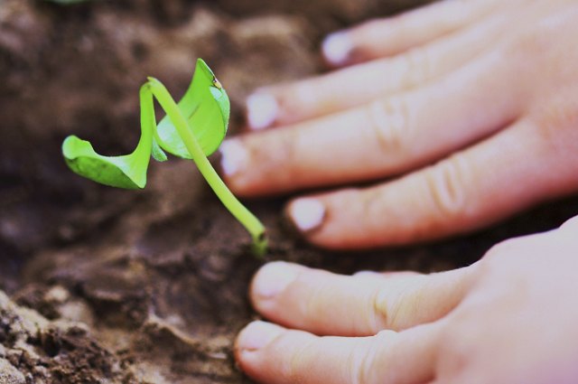 Planting trees for Earth Day