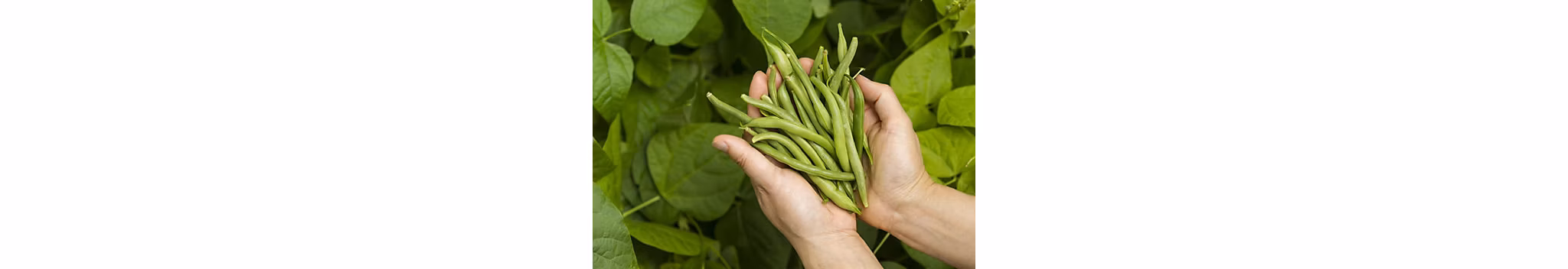 Grow Your Own Food Greystar Blog