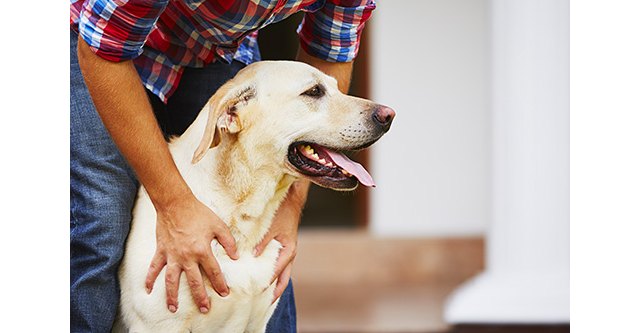 Find the Perfect Apartment for You and Your Pets Greystar Blog