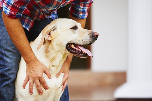 Find the Perfect Apartment for You and Your Pets Greystar Blog