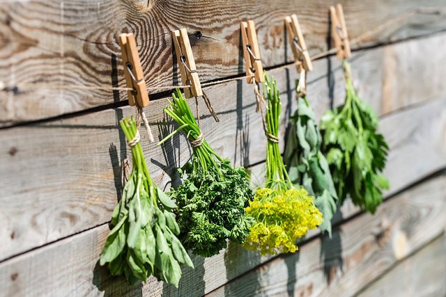 Drying herbs