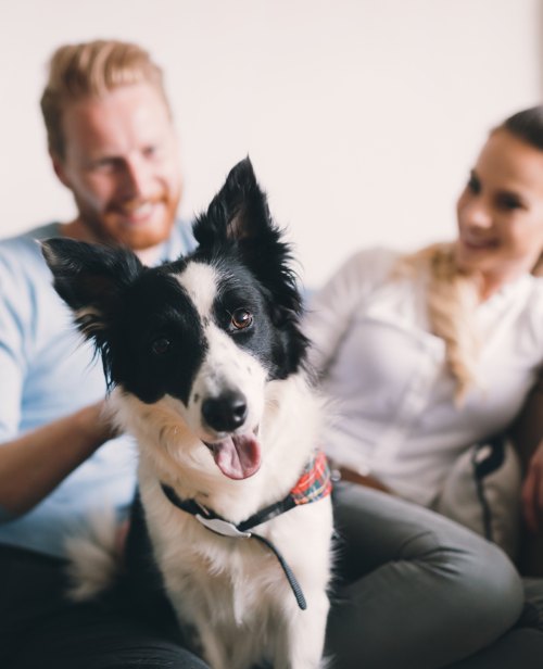 Pet-friendly