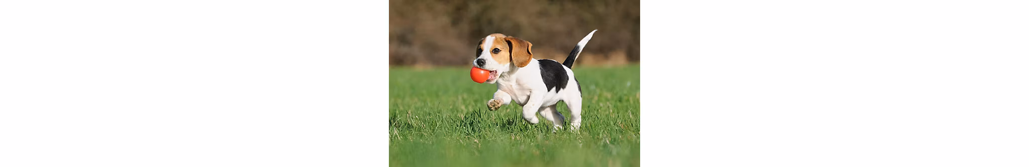 Amazing Apartment Pet Amenities Greystar Blog
