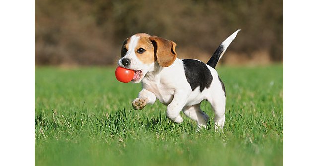 Amazing Apartment Pet Amenities Greystar Blog