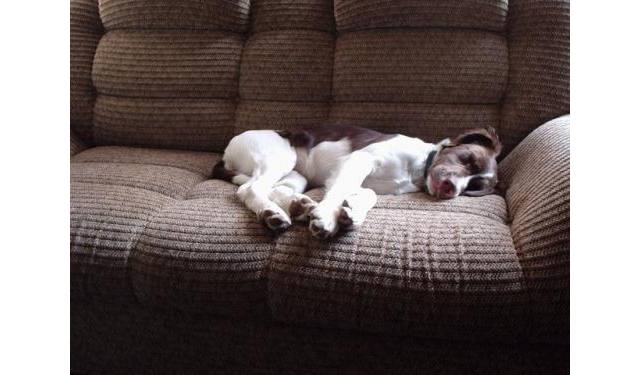 tired dog