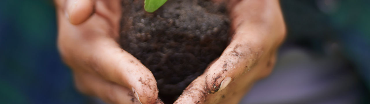 Closeup shot of a woman's hands holding a young plant