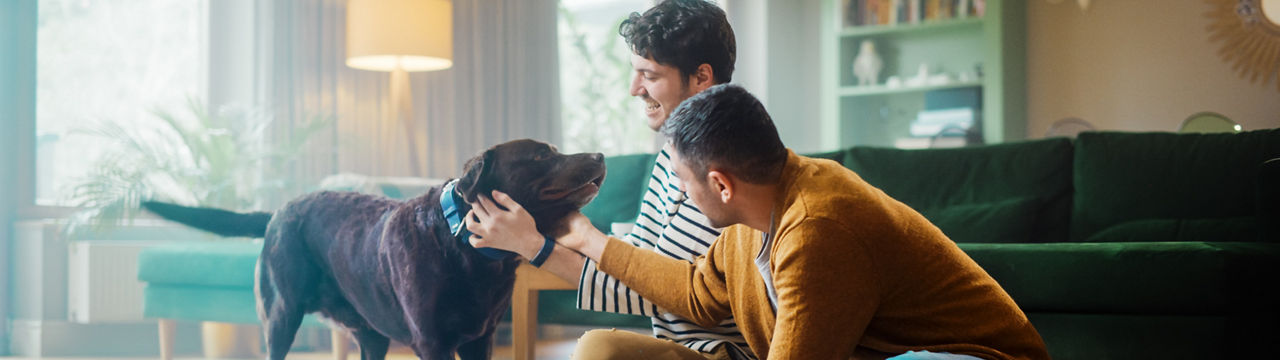 At Stylish Home Apartment: Happy Gay Couple Play with Their Dog, Gorgeous Brown Labrador Retriever. Boyfriends Tease, Pet and Scratch Super Happy Doggy, Have Fun in the Living Room Flat.