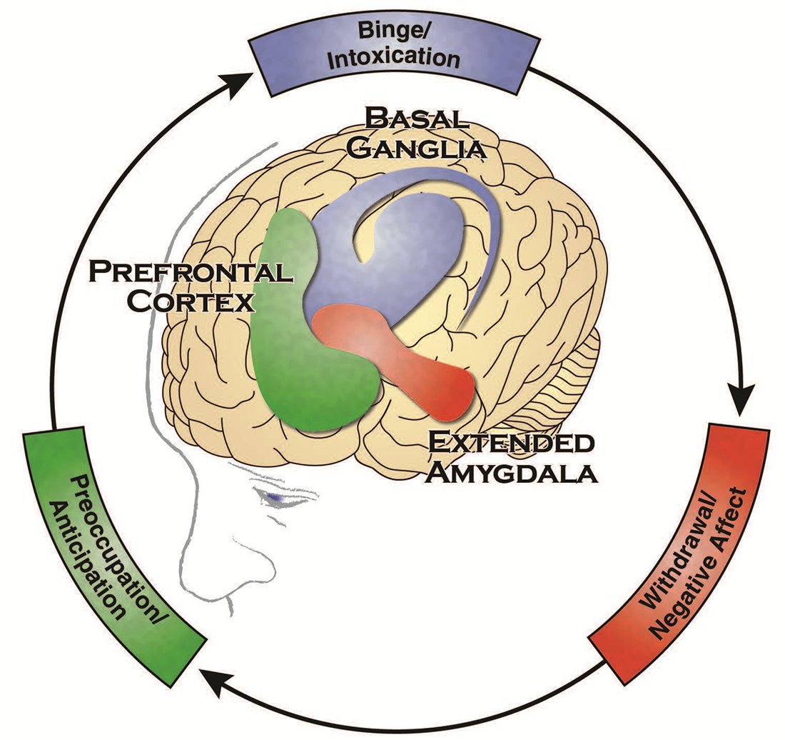 The Brain Disease Model of Addiction by Hazelden Betty Ford’s Butler Center for Research