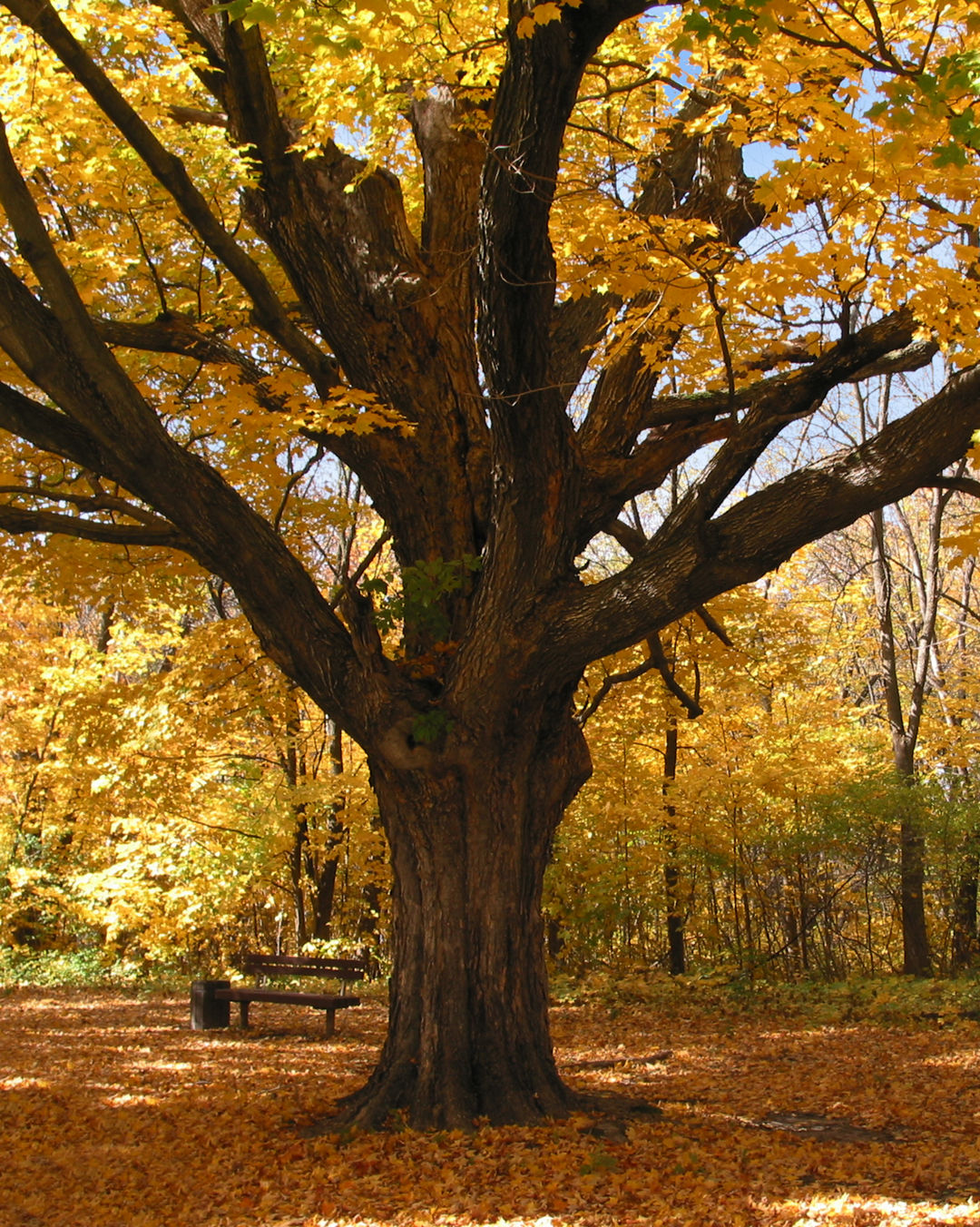 Center City tree in fall