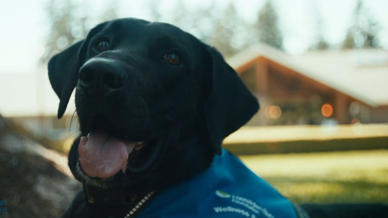 Fisher is the first rescue wellness support dog in Newburg, OR