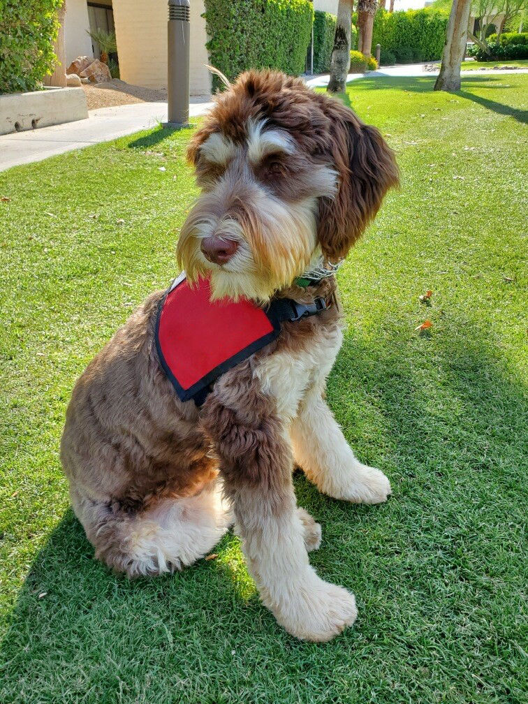 Malcolm is a part of Hazelden Betty Ford's animal-assisted programming at the betty ford center in rancho mirage