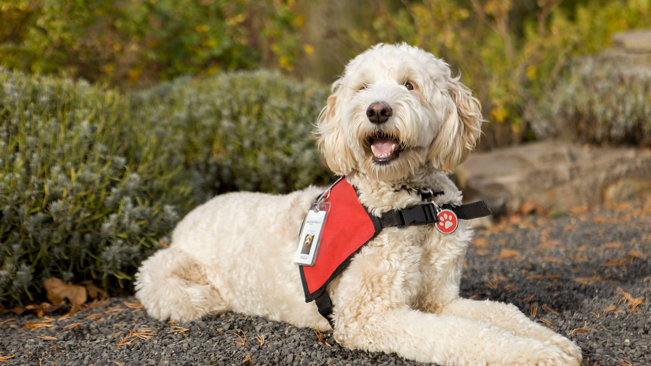 Nala the Australian Labradoodle in Newberg