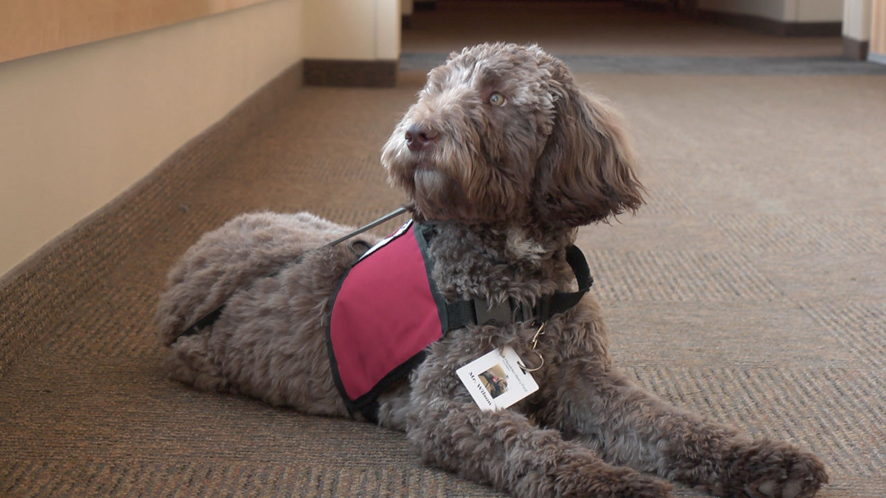Wilson is part of Hazelden Betty Ford's animal-assisted programming in center city