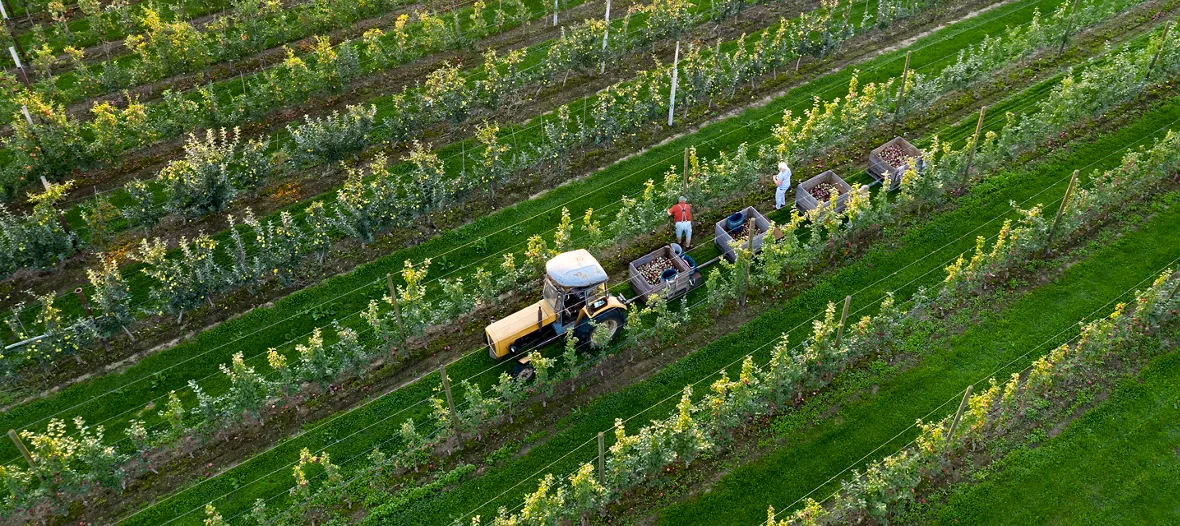 People picking apples in the orchard and loading them into trailers pulled by a tractor, aerial view.