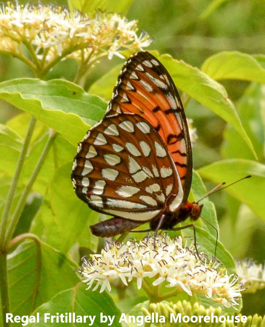 Regal Fritillary on Dogwood SPSO