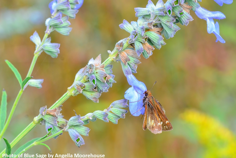 Salvia Azurea Blue Sage With Poanes Zabulon Zabulon Skipper Female