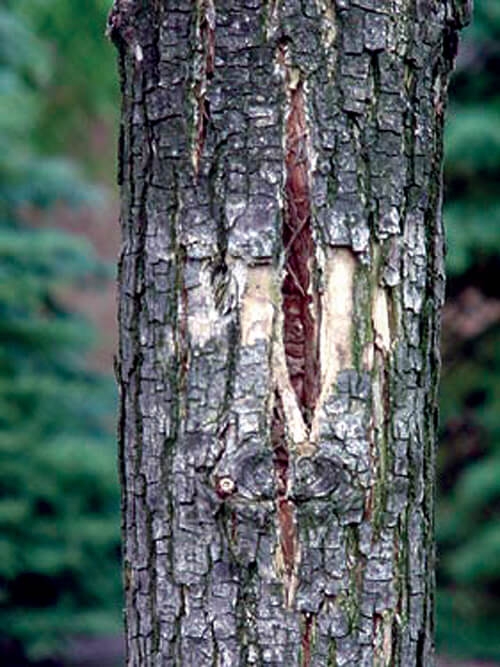 Yet another symptom of what might be EAB. Vertical bark slits may appear on the bark. Among other things, it could also indicate EAB.