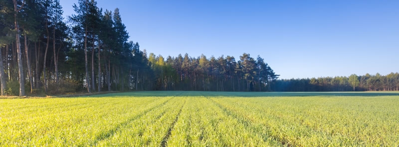 Soil conservation using rye and timber