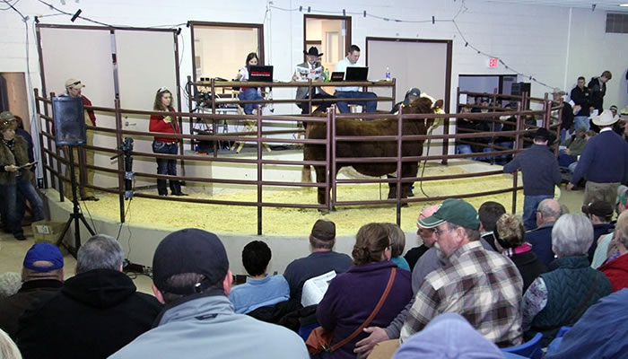 Livestockcenter With People