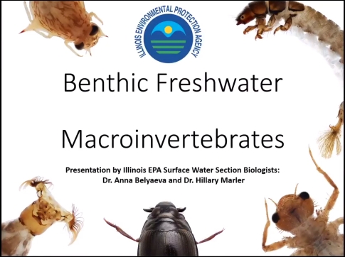 Macroinvertebrates Video.Png