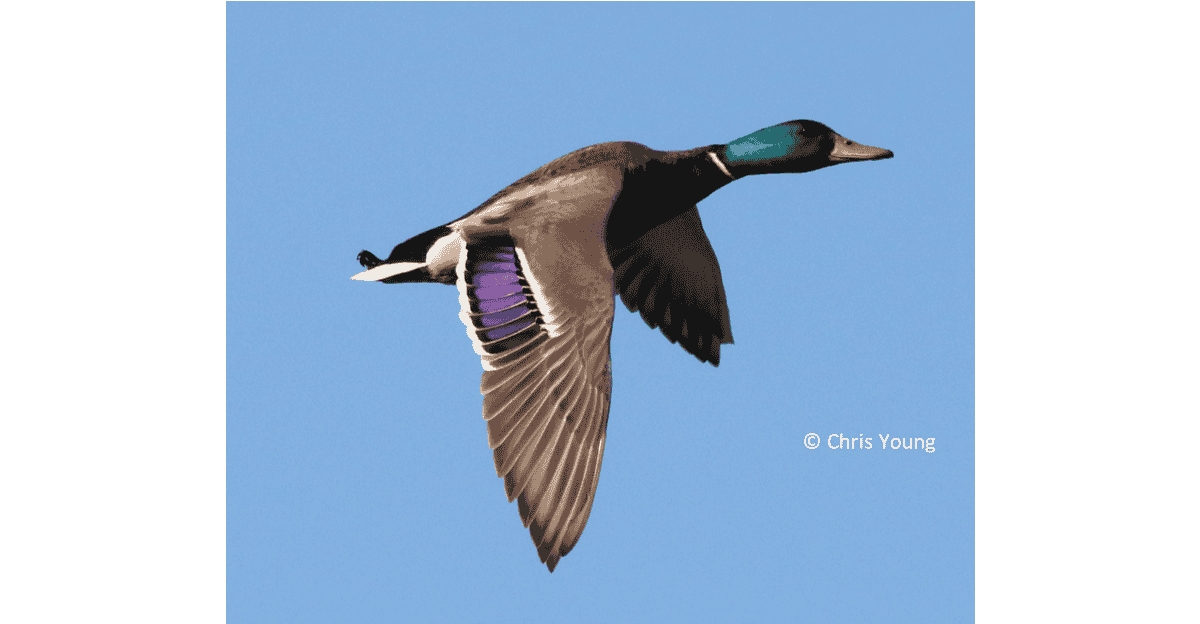 Mallard