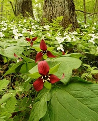 Mississippi Palisades