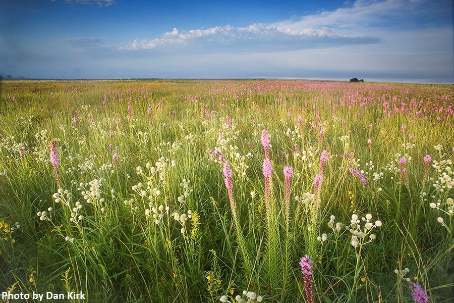 Prairie Dan Kirk