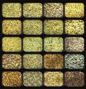 Seed Variety