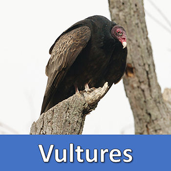 Wild About Birds - Illinois Vultures!