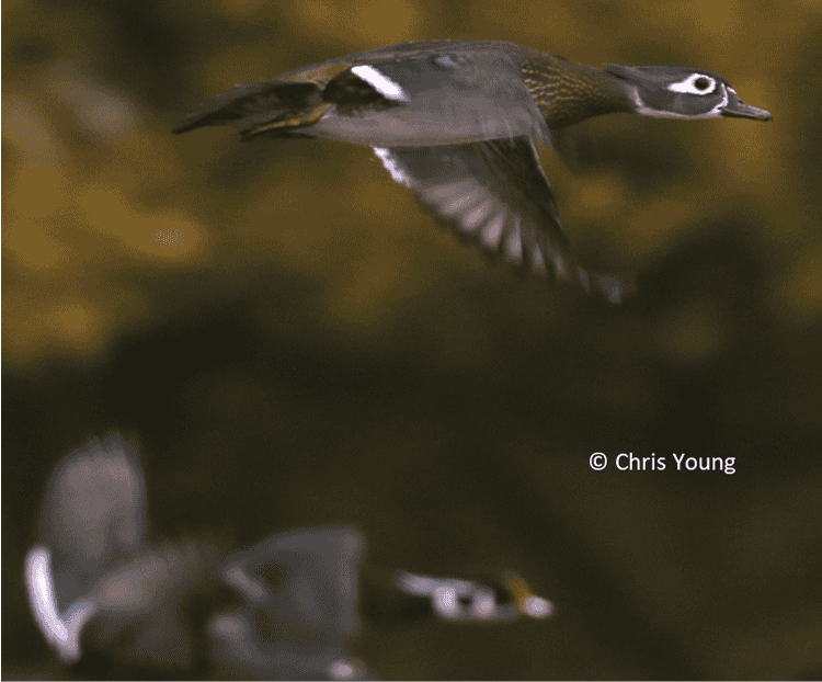  Wood Ducks