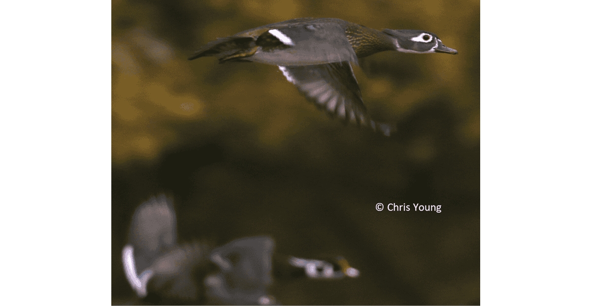  Wood Ducks