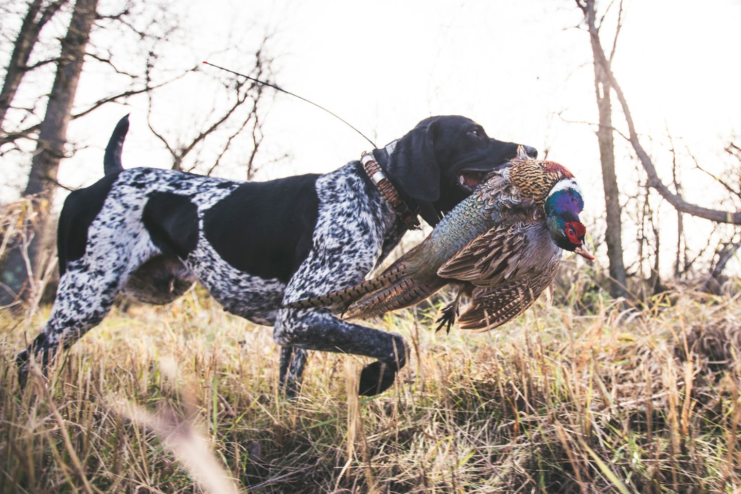 A black and white spotted hunting dog holds a pheasant as prey as it walks in a field in the fall