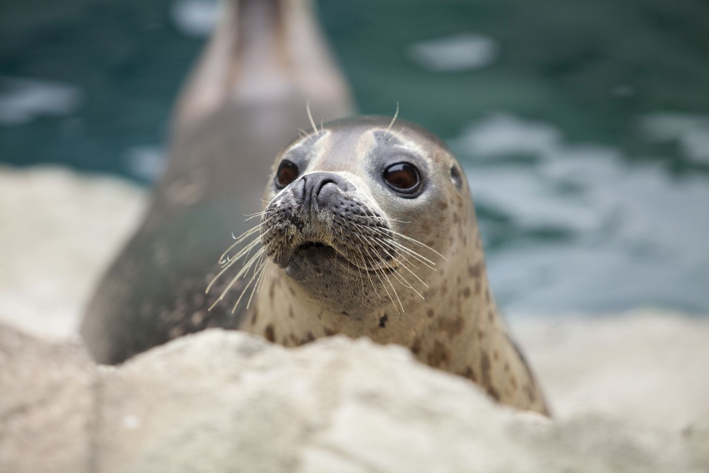 Seal at St Andrews Aquarium