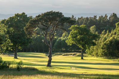 No. 17 Strath. View down the 17th fairway at The Duke's golf course. Three large oak trees sit on the fiarway.