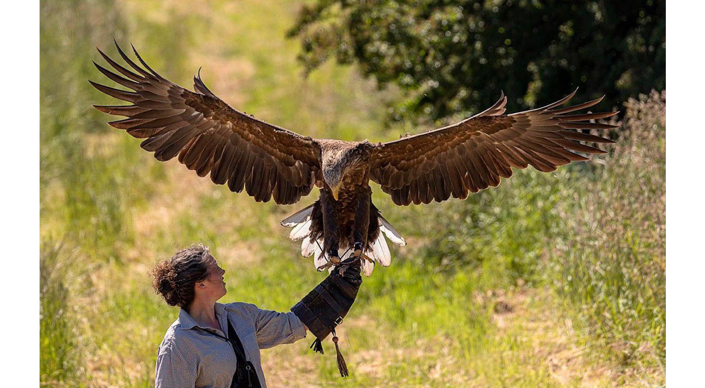 Elite Falconry, Old Course Hotel