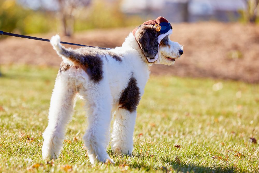 a black and white furry dog in a field