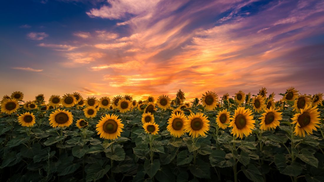 sun flowers