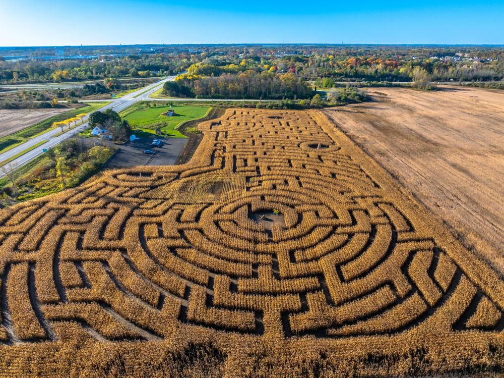 walking through a corn maze