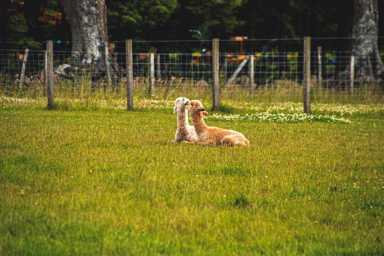 Alpacas at Bowbridge Alpacas