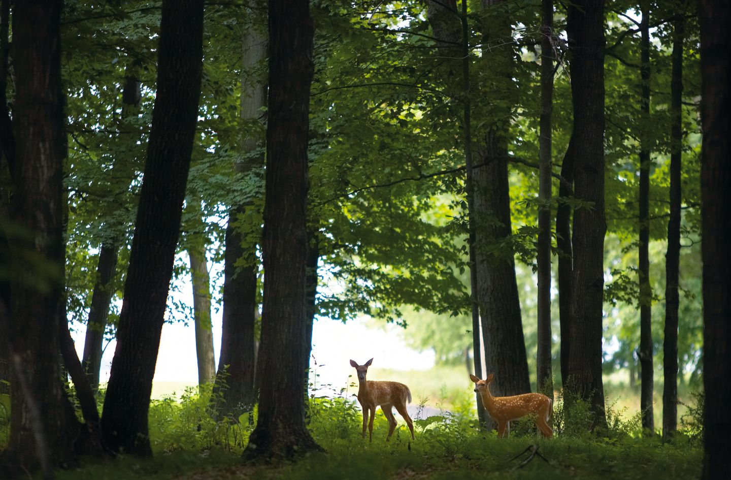 Scottish Deer Centre