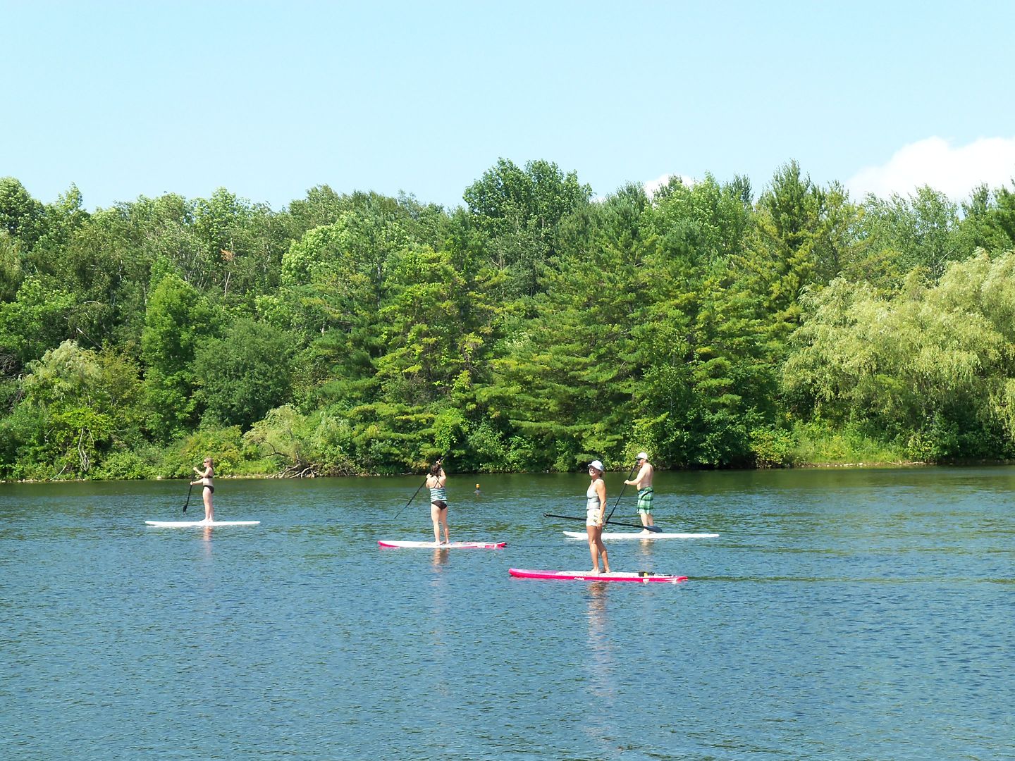 four people using stand-up paddleboards on a lake with tree in the background