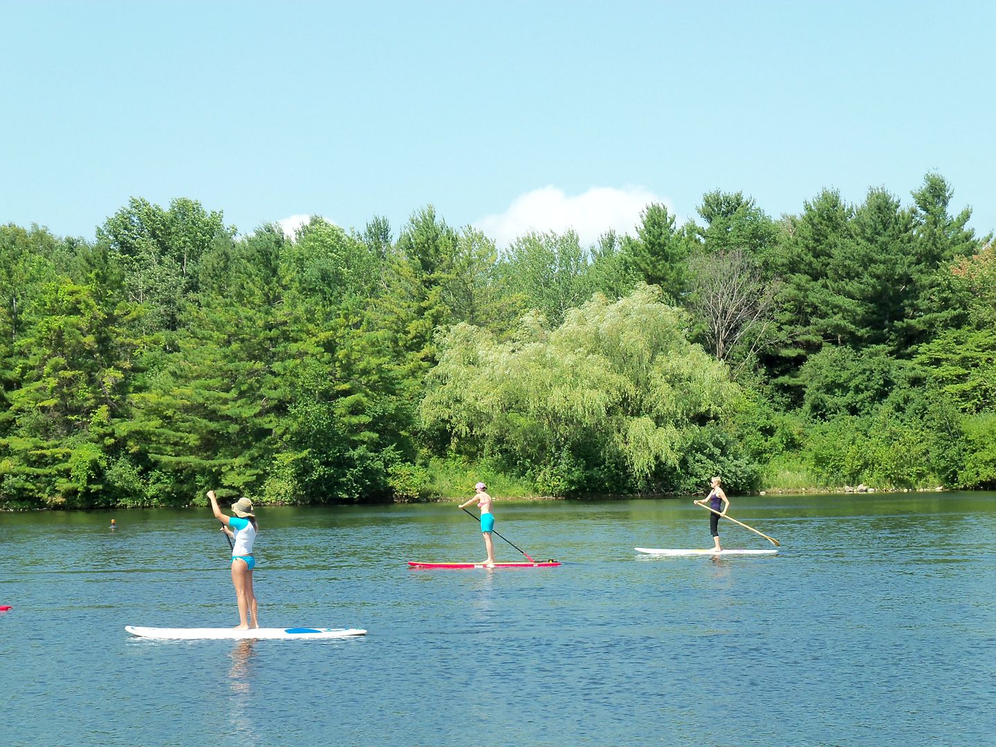 four people using stand-up paddleboards on a lake with tree in the background