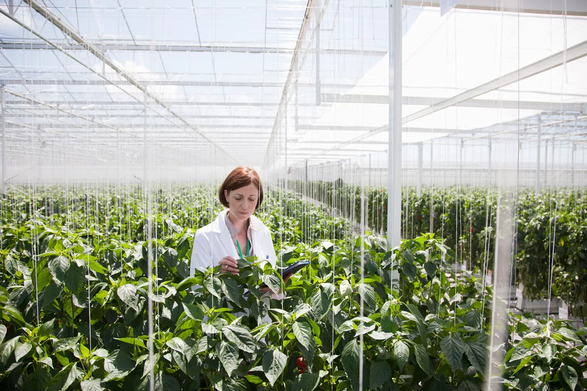 Plant scientist looking at a crop within a greenshouse