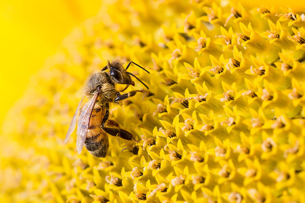 a bee extracting pollen from a bright yellow flower