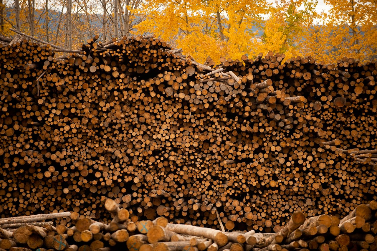 Large stack of cut logs