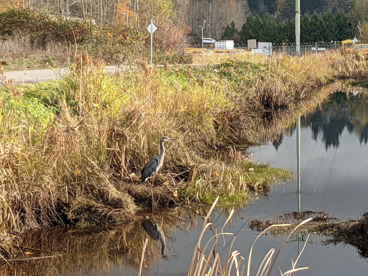 A blue heron