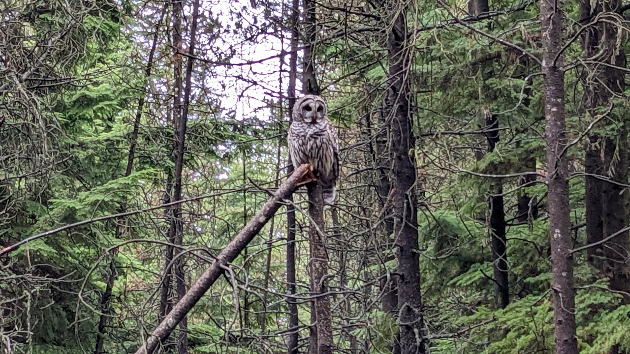 An owl